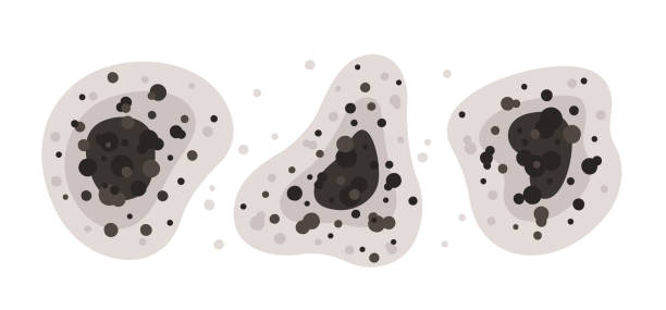 Best Mold-Related Health Consultation  in Erma, NJ